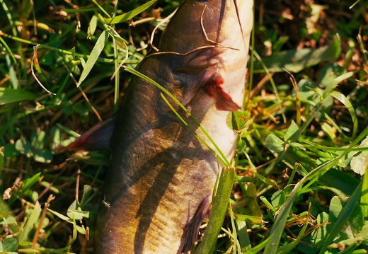 Fishing in Jackson Park, Spring 2010